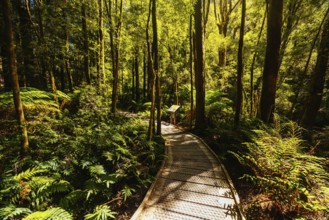 The majestic Nelson Falls and surrounding landscape in Franklin-Gordon Wild Rivers National Park on