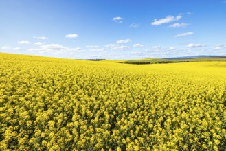 Fields of canola shine on a clear sunny day near Beveridge between old Sydney Rd and the Hume Hwy