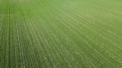 Aerial View Green Field from above