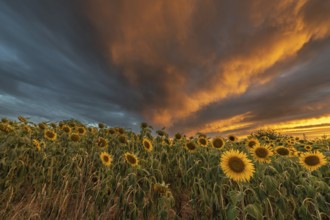 Sunflower fields at sunset. Bas-Rhin, Collectivite europeenne d'Alsace, Grand Est, France