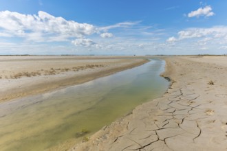 Typical landscape in a lagoon of the Rhone delta in the Camargue. Saintes Maries de la Mer, Parc