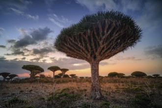 Endemic plants Dracaena cinnabari by the sea on a rock