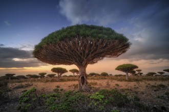 Endemic plants Dracaena cinnabari by the sea on a rock