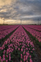 Multicolored flowers, tulip in the fields in the Netherlands with wind turbines