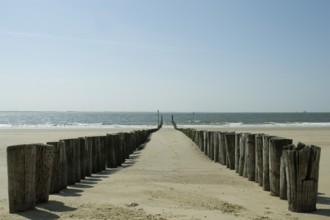 Wooden poles on the beach to break the waves