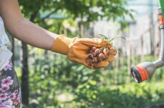 Hands hold plant bulbs in a garden. Daylight