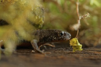 Alpine newt on a wet. leaves and lichens. Hessen, Germany