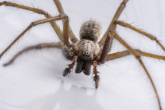 Macro photo of a Eratigena atrica also known as Giant house spider