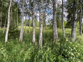 A row of birch trees at the lake of Bad Bayersoien in the Bavarian Alps, Germany