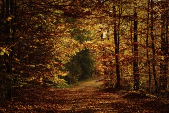 Autumn forest path with dense foliage creating a peaceful, slightly dark atmosphere, fall, trees,