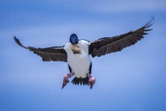 Blue-eyed Cormorant (Phalacrocorax atriceps), also Imperial shag, in flight with nesting material,