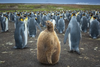 King penguins (Aptenodytes patagonicus) with chicks in a colony, Volunteer Point, Falkland Islands,