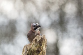 Eurasian jay in nature on branch