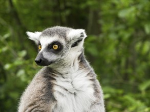 Ring tailed lemur (Lemur catta) watching with its big yellow eyes, Denmark