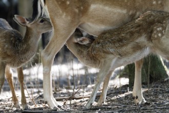 Fallow deer, Dama dama