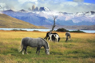 Gray and black horses grazing in a meadow near the lake. On the horizon, towering cliffs Torres del