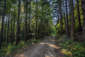 Landscape with dirt road in summer pine forest