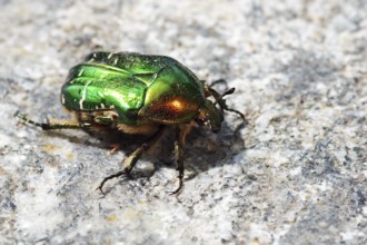 Rose chafer