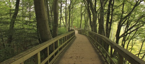 Gangplank in a green beech forest at Moens Klint, Denmark