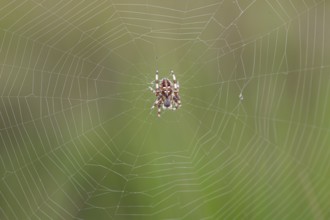 Four-spotted cross spider (Araneus quadratus), in the centre of the web, Lower Saxony, Germany