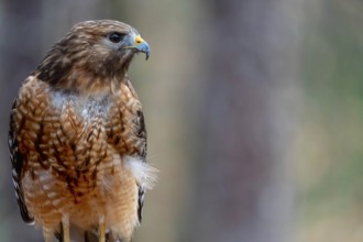 The red-shouldered hawk (Buteo lineatus) is a medium-sized buteo