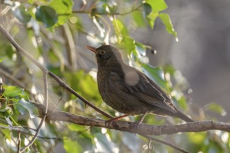Common Blackbird (Turdus merula) female searching for ivy berries in winter. Bas-Rhin, Alsace,