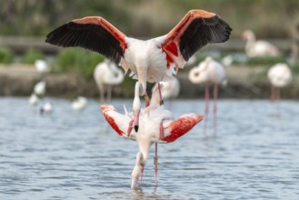 Greater Flamingo couple mating in courtship (Phoenicopterus roseus) in a swamp in spring. Saintes
