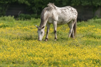 Horse in a green pasture filled with yellow buttercups. Bas-Rhin, Collectivite europeenne d'Alsace,