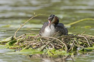 Great Crested Grebe beak wide open (Podiceps cristatus) on on the nest. Bas-Rhin, Collectivite