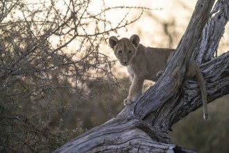Lion cub (Panthera leo juvenil) on tree trunk, Hyena pan private Game reserve, Khwai river area,