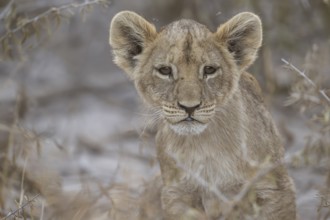 Lion cub (Panthera leo juvenil), Hyena pan private game reserve, Khwai river area, Okavango Delta,