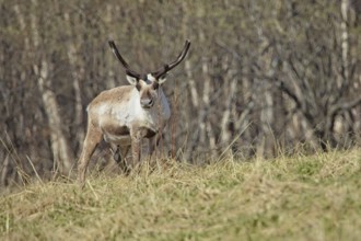 Reindeer (rangifer tarandus) with antlers in a meadow in spring