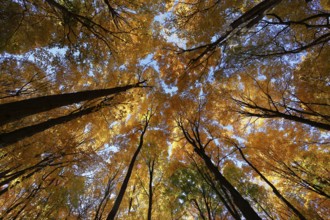 Nature, autumnal forest, view from below into the tree tops, Province of Quebec, Canada