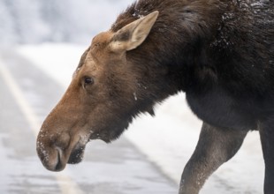 Moose in the Snow in Riding Mountain Provincial Park Canada