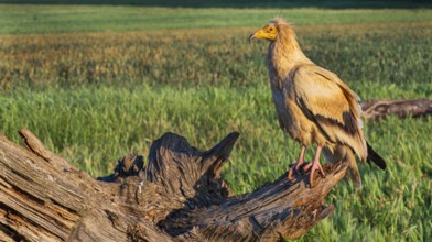 Egyptian Vulture, Neophron percnopterus, Agricultural Fields, Castilla y Leon, Spain