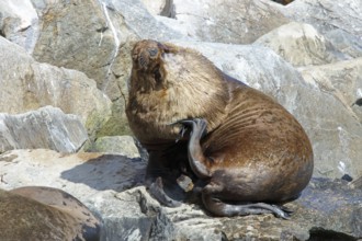 Maned seal, Otaria flavescens