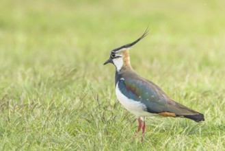 Lapwing, Northern Lapwing in the grass (Vanellus vanellus) Peewit