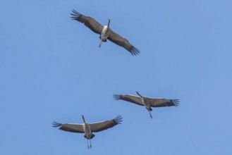 Common Cranes in flight blue skies, (Grus grus) migration