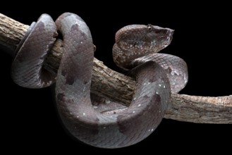 Flat nose pit viper in black background