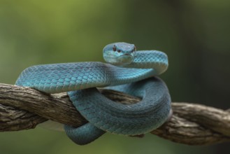 The white-lipped pit viper, is a venomous pit viper species endemic to Southeast Asia