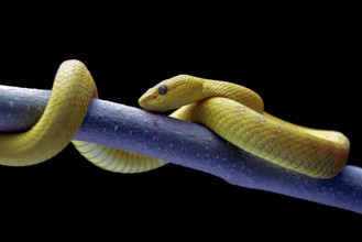 White-lipped tree viper, is a venomous pit viper species endemic to Southeast Asia