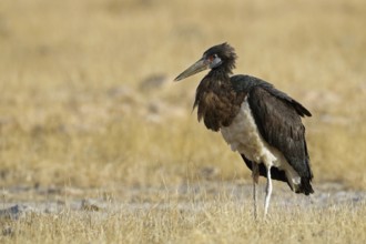 Abdim's stork, Ciconia abdimii, Oman