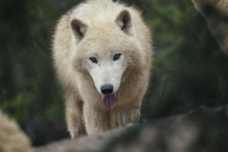 Arctic wolf (Canis lupus arctos), also known as the white wolf or polar wolf