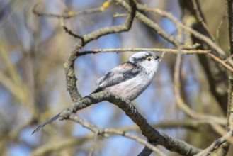 Long-tailed tit on branch (Aegithalos caudatus) Cute little Bird