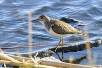Common Sandpiper Water Bird (Actitis hypoleucos)