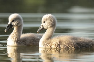 Young swans on the lake on a sunny spring morning