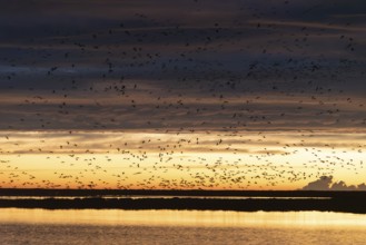 Large flock of flamingos flying over a lake at sunset, creating a beautiful scene