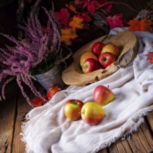 Malus sylvestris, der leckere europäische Krabbenapfel