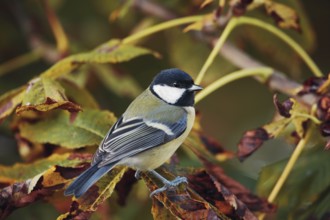 Great tit in autumn leaves of a chestnut tree. Parus major. Great tit in an autumn coloured