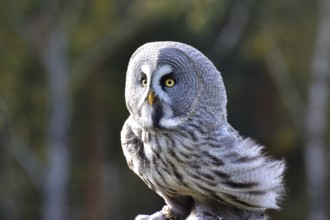 Great horned owl Ole at the Falkenhof Potsdam